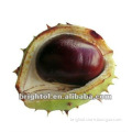 High quality Horse Chestnut Extract(Aescin 20% by HPLC)